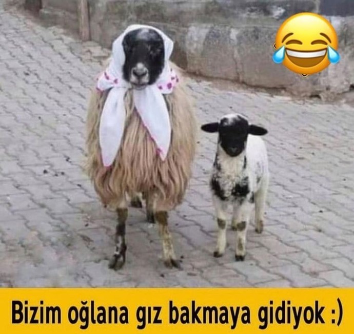Komik bir fotoğraf paylaşabilir misiniz?