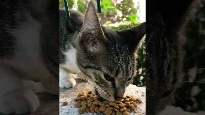 Patili dostlarımıza mama alır mısınız?