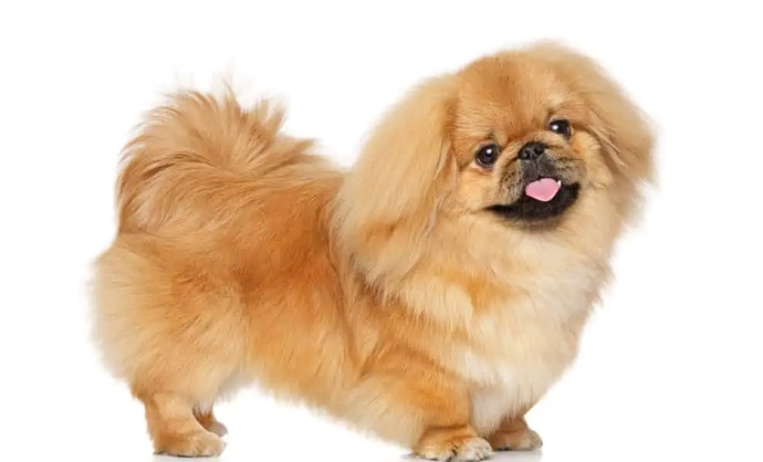 Apartmanda Besleyebileceğim En İyi Süs Köpeği Hangisi?