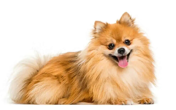 Apartmanda Besleyebileceğim En İyi Süs Köpeği Hangisi?