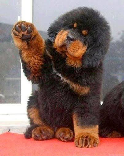 Apartmanda besleyebileceğim en i̇yi süs köpeği hangisi?
