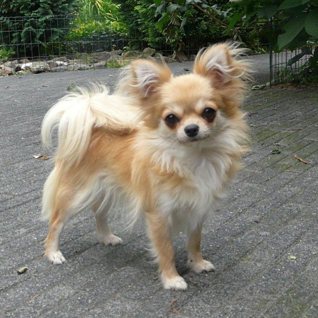 Apartmanda besleyebileceğim en i̇yi süs köpeği hangisi?