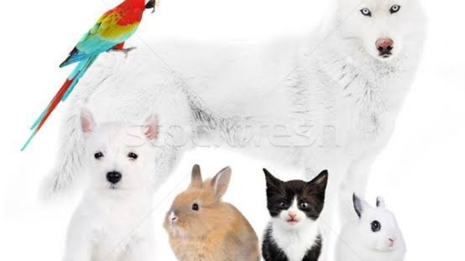 Birbirleriyle iyi anlaşan evcil hayvan türleri hangileri?