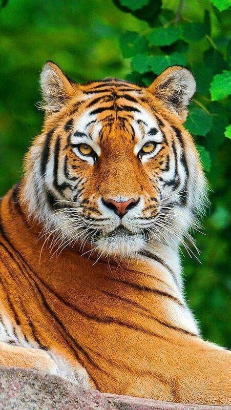 🧡🐯🐅❤️