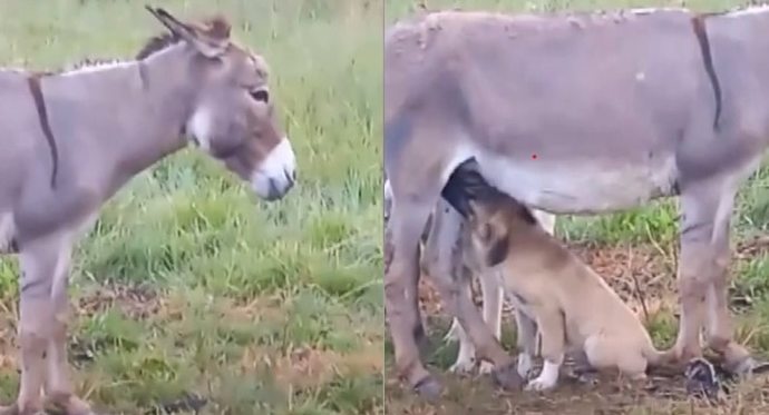 Annesi ölen köpek yavrularını eşek emziriyor. Merhamet sizce sadece insanlara özgü mü?