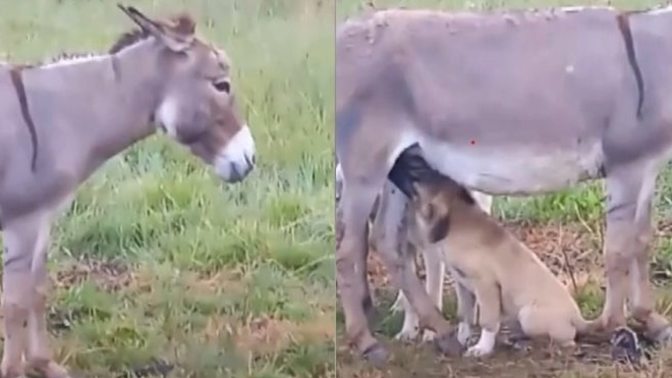 Annesi ölen köpek yavrularını eşek emziriyor. Merhamet sizce sadece insanlara özgü mü?