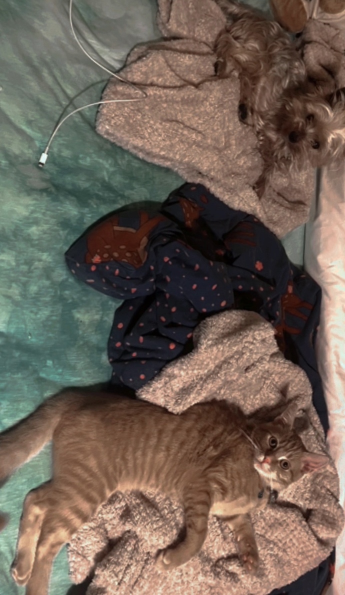 Pijama üstlerim ele geçirildi 😮 ben ne giyeceğim?