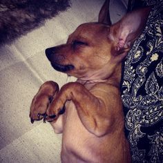 Kedin mi, köpeğin mi var?