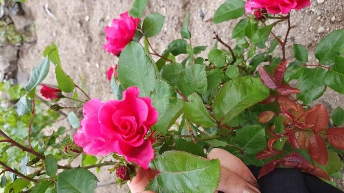 Durduk yere ağlıyorum. Nedenini ben bilmiyorum sizce?