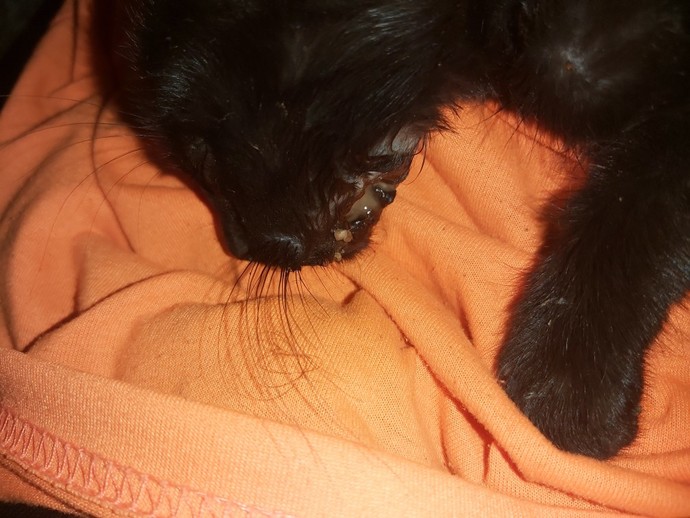 Kedi̇ ağız yarası evde nasıl tedavi̇ edilir?
