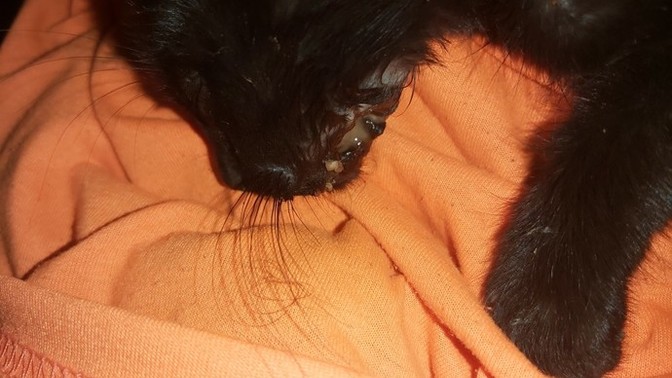 Kedi̇ ağız yarası evde nasıl tedavi̇ edilir?