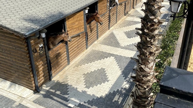 At 🐴 sever misin? Hiç at 🐴 bindin mi?