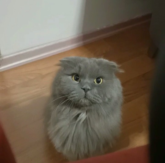 Kedi severler; kedilerde seni sever mi?
