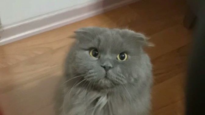 Kedi severler; kedilerde seni sever mi?