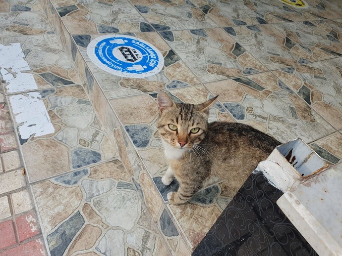 Kendinizi yakın hissettiğiniz hayvanlar var mı?