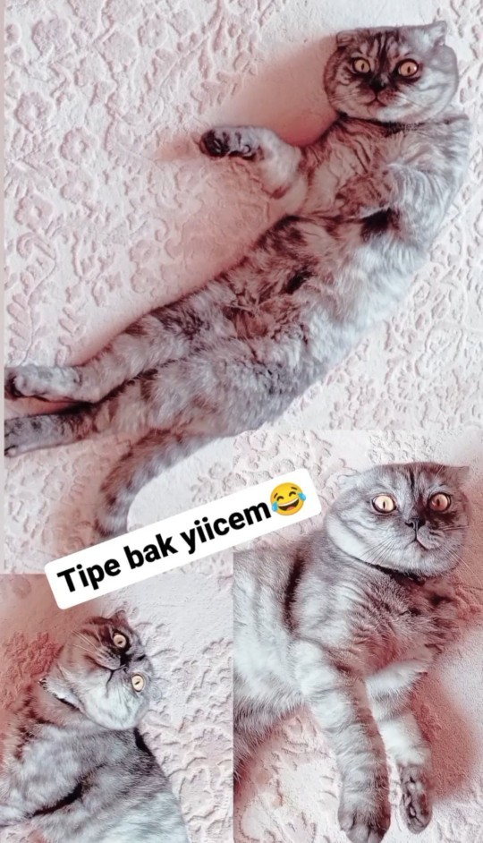 Herkes galerisindeki en beğendiği fotoğrafı paylaşabilir mi?