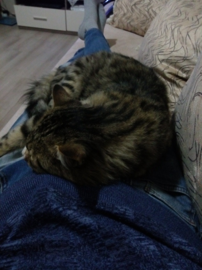 Erkekler evde kedi besliyomusunuz?