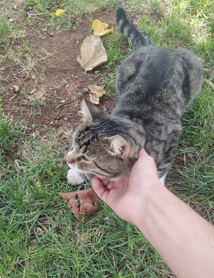 Kedileri sever misiniz, ben çok seviyorum ya?