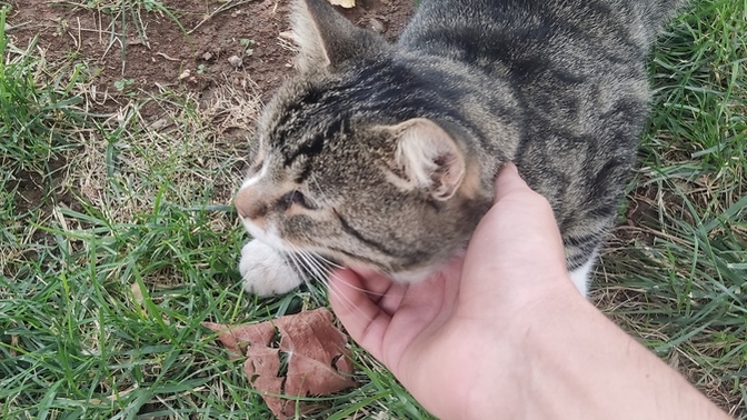 Kedileri sever misiniz, ben çok seviyorum ya?