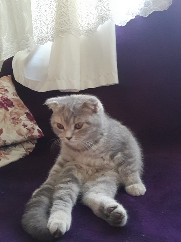 Yavru kedi alacagim bi bakar misiniz?