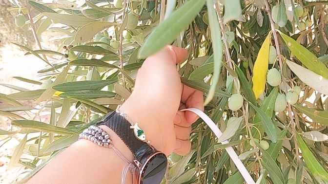 Yeşil zeytin sever misiniz?