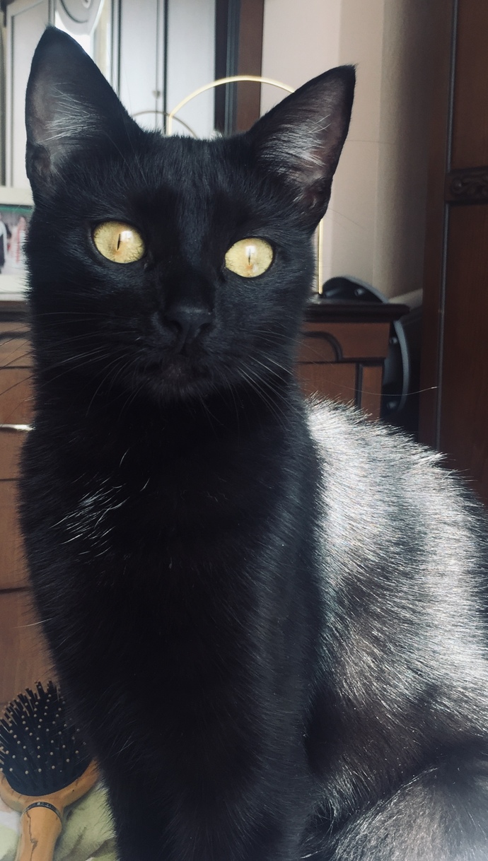 Kedimin çirkin olduğunu söylüyorlar ama ben kendisine bayılıyorum, siz ne düşünüyorsunu 🫠?