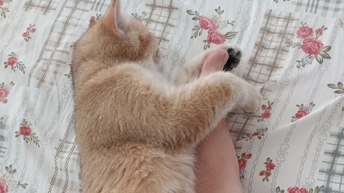 Milletin kedisi baş ucunda, kucağında uyur ama benimki ayağıma sarılıp uyumayı seviyor. Bu kedi niye böyle?