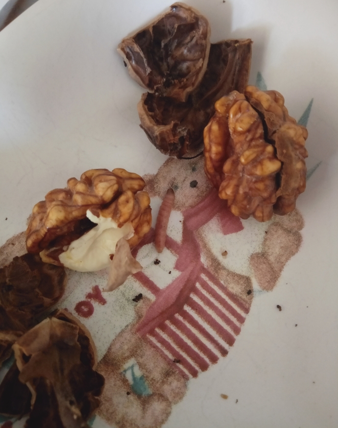 Cevizde mi daha çok protein var, bu kurtçukta mı?