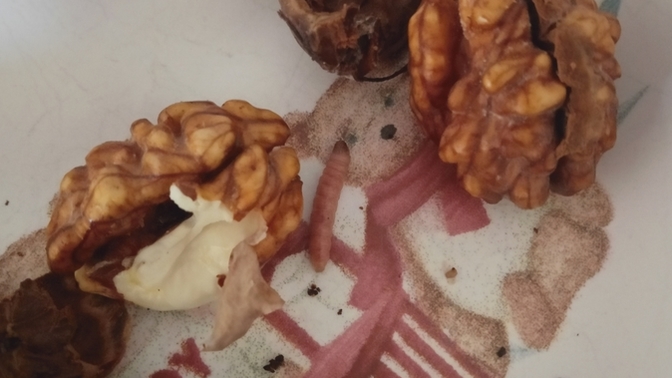 Cevizde mi daha çok protein var, bu kurtçukta mı?