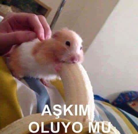 Seks nasıl bir şey?