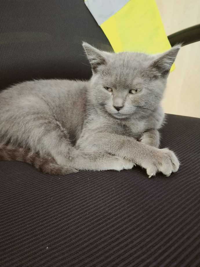 Bu kedi cins mi?