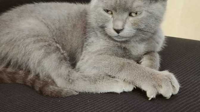 Bu kedi cins mi?