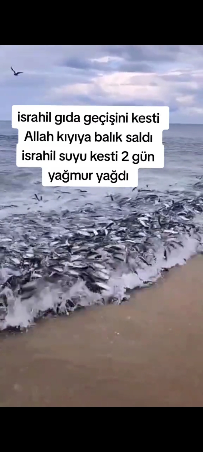 #Filistin hakkinda ne dusunuyorsunuz?
