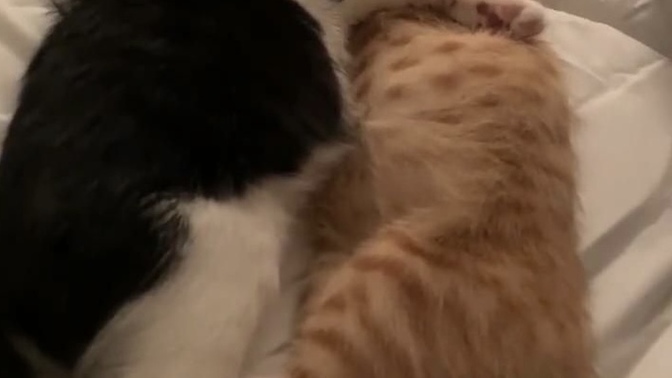 Sevgilinizden ayrılsanız kedi kimde, KS kimde kalır😂 ?