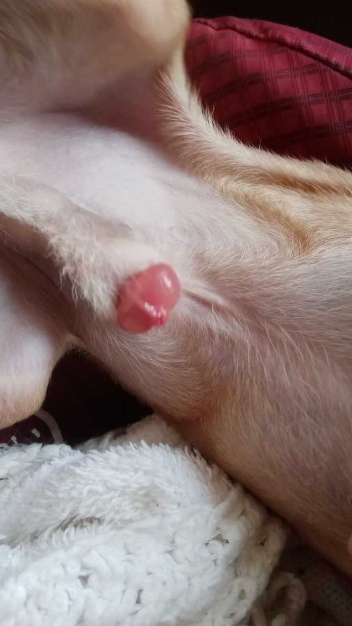Allah rızası için dalga geçmeyin köpeğimin pipisinin ucu şişmiş içine girmiyor bulunduğum yerde veteriner yok ne yapmalıyım?