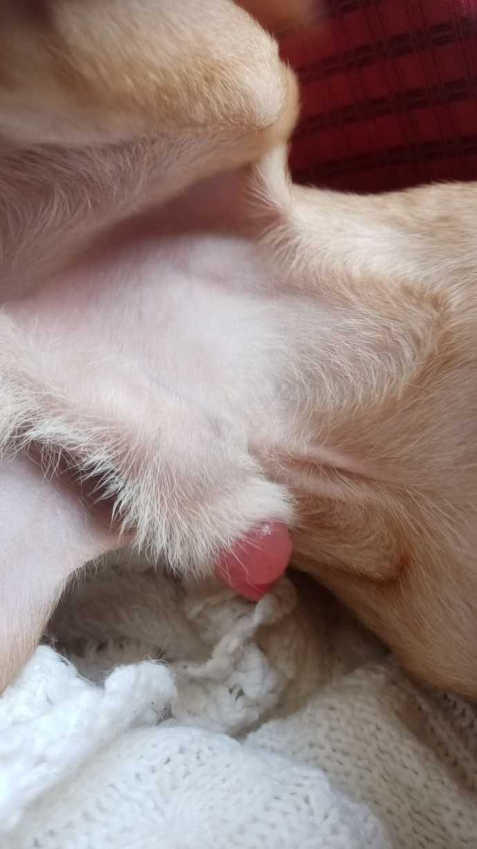 Allah rızası için dalga geçmeyin köpeğimin pipisinin ucu şişmiş içine girmiyor bulunduğum yerde veteriner yok ne yapmalıyım?