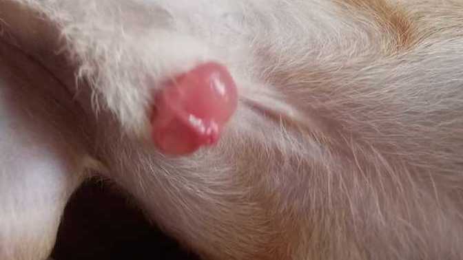 Allah rızası için dalga geçmeyin köpeğimin pipisinin ucu şişmiş içine girmiyor bulunduğum yerde veteriner yok ne yapmalıyım?