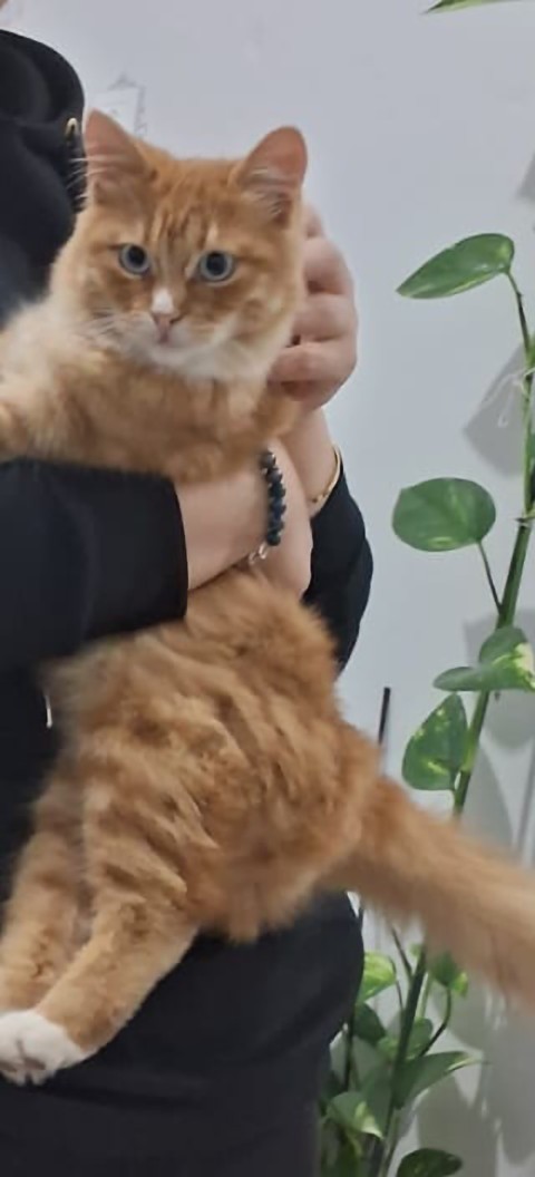 Bu yakışıklıyı eve alayım mı sizce?