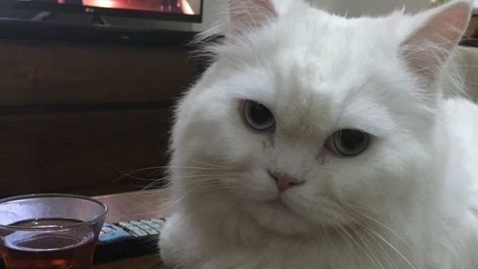 Beyaz yalanları sorun eder misin?