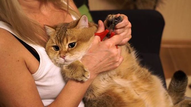 Bugün ilk kez bir kedi sevdim. Çok değişik hissettim, sanki tüm negatif enerji gitti. Kedi sevmek böyle bir şey mi?