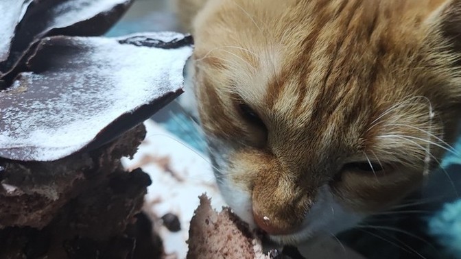 Doğum günlerinizi kutluyor musunuz?