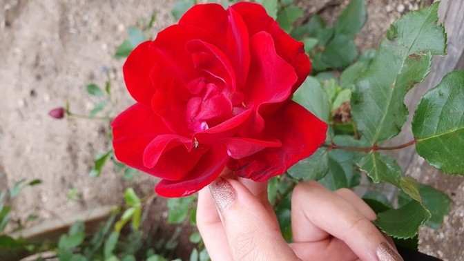 İnsanlar neden zeki ve yaratıcı değil?