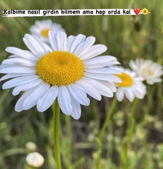 Papatya aşığı var mı?