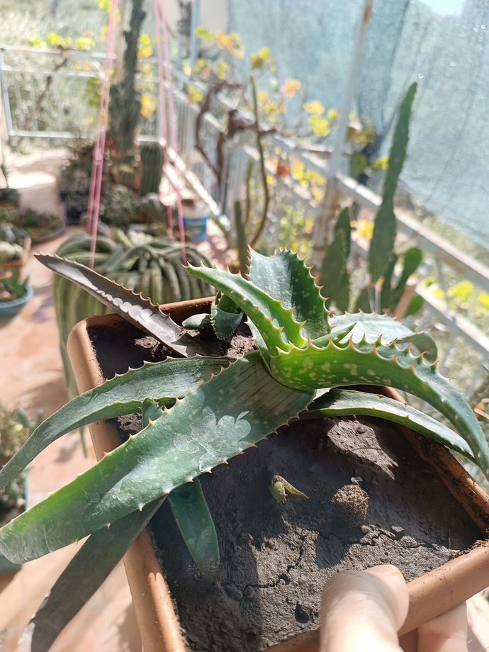 Aloe Veranız var mı? Benimkini beğendiniz mi?