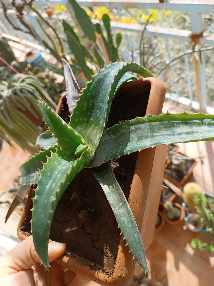 Aloe Veranız var mı? Benimkini beğendiniz mi?