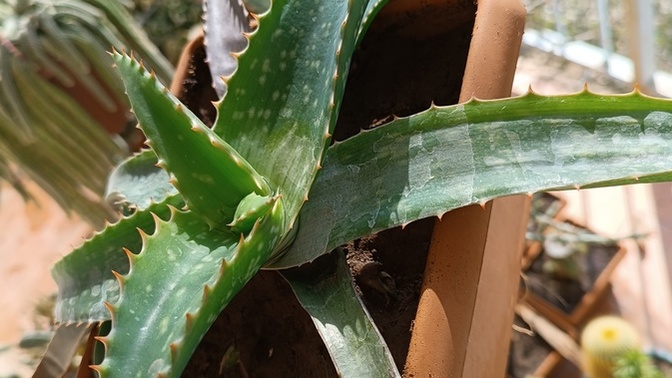 Aloe Vera'nız var mı? Benimkini beğendiniz mi?