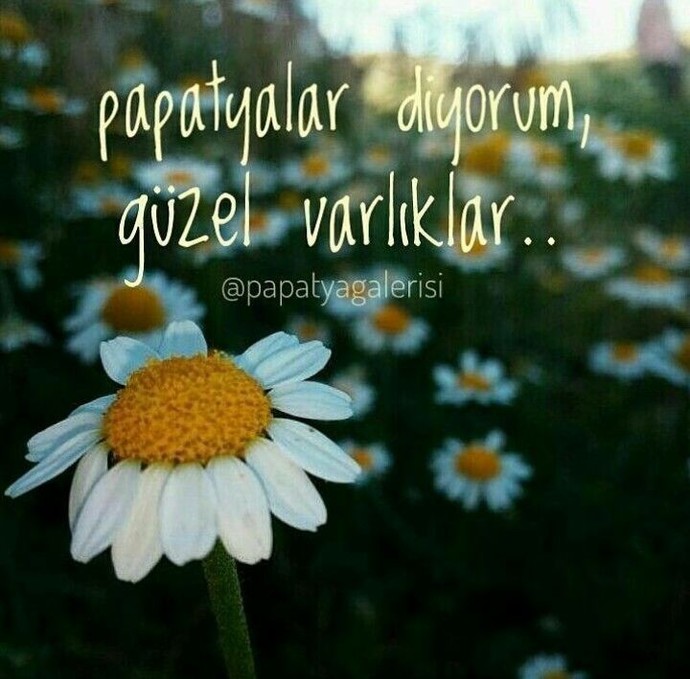 En çok papatyaları severdi. İşin ilginç yanı bir kere bile ona papatya vermek nasip olmadı.