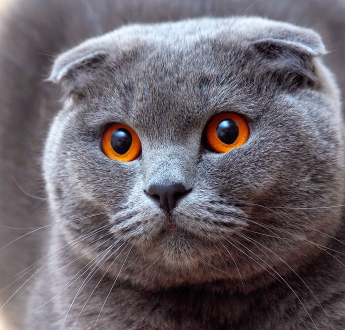 Kedi mi sahipleneyim köpek mi?