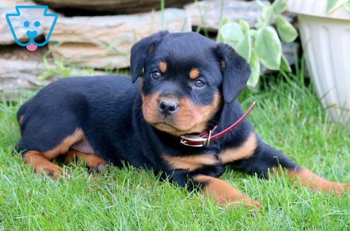 Kedi mi sahipleneyim köpek mi?
