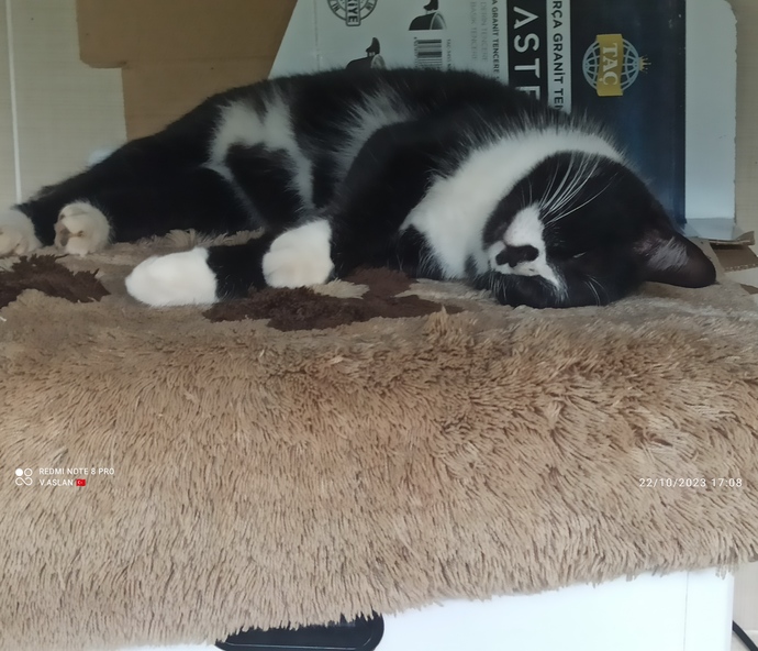 Kedi mi sahipleneyim köpek mi?